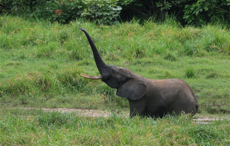 1 Gabon forest elephant CREDIT WCS Gabon.JPG